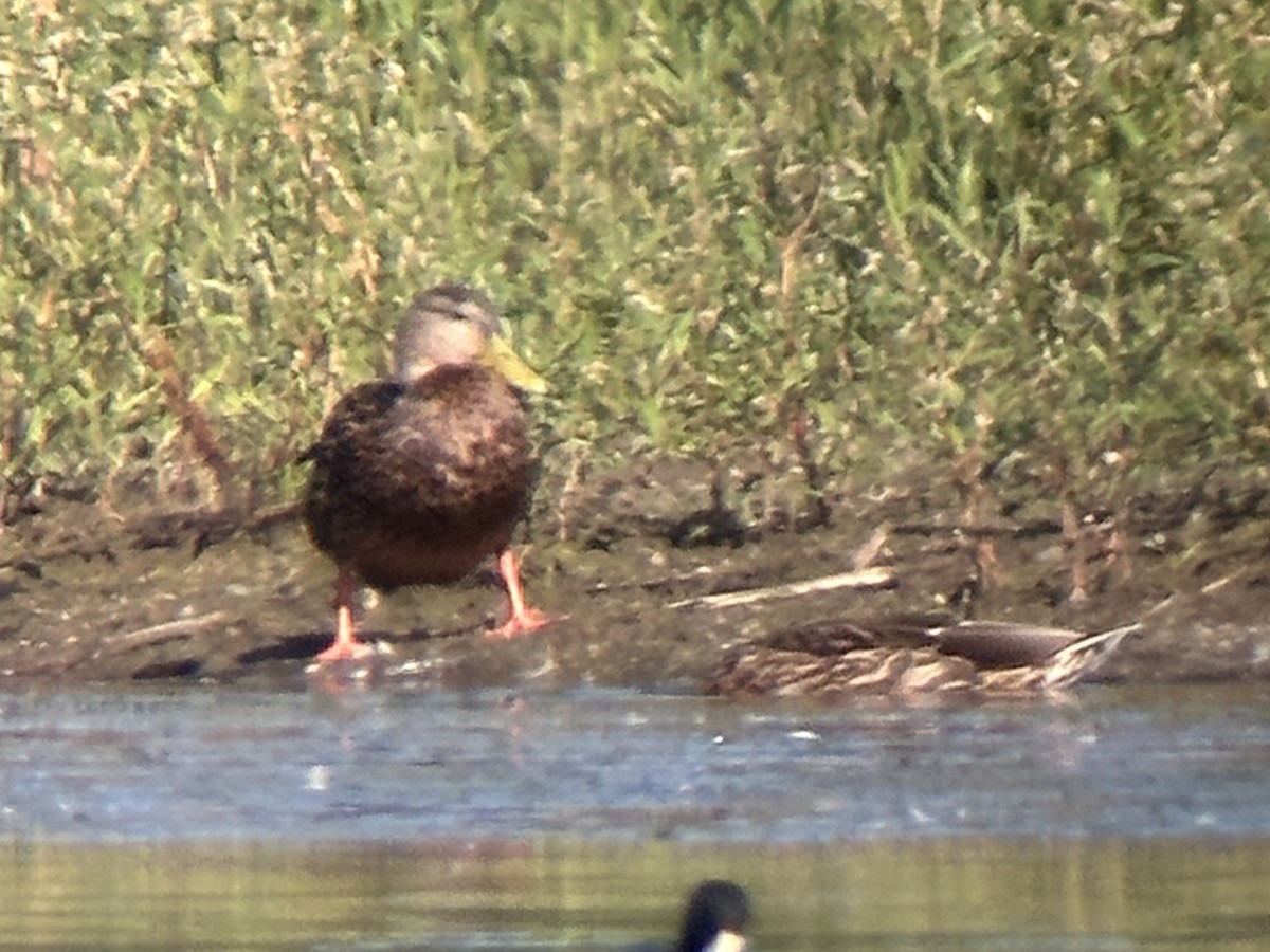 Mexican Duck - ML623576738