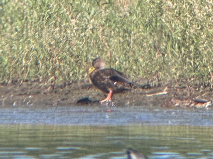 Mexican Duck - ML623576739