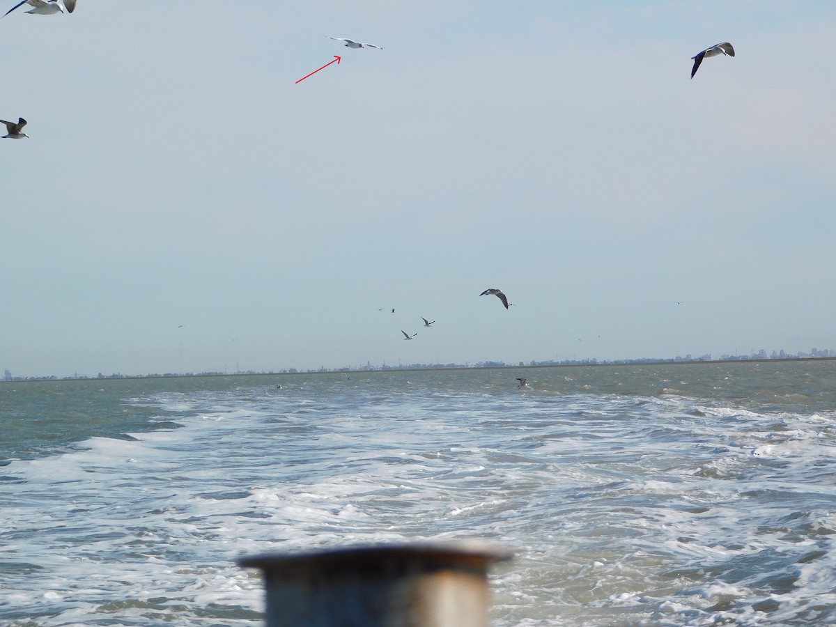 Gray-hooded Gull - ML623576744