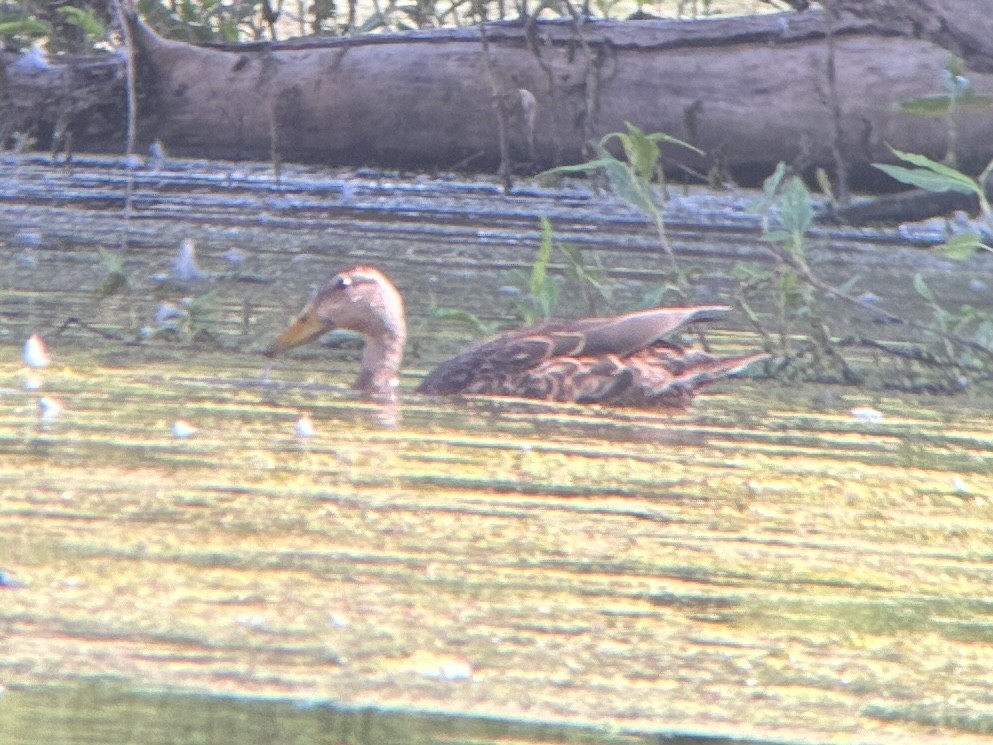 Mexican Duck - ML623576764