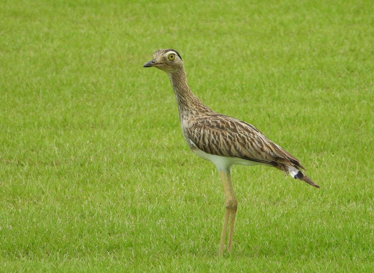 Double-striped Thick-knee - ML623576798