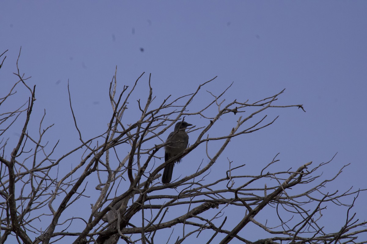 Mexican Jay - ML623576822