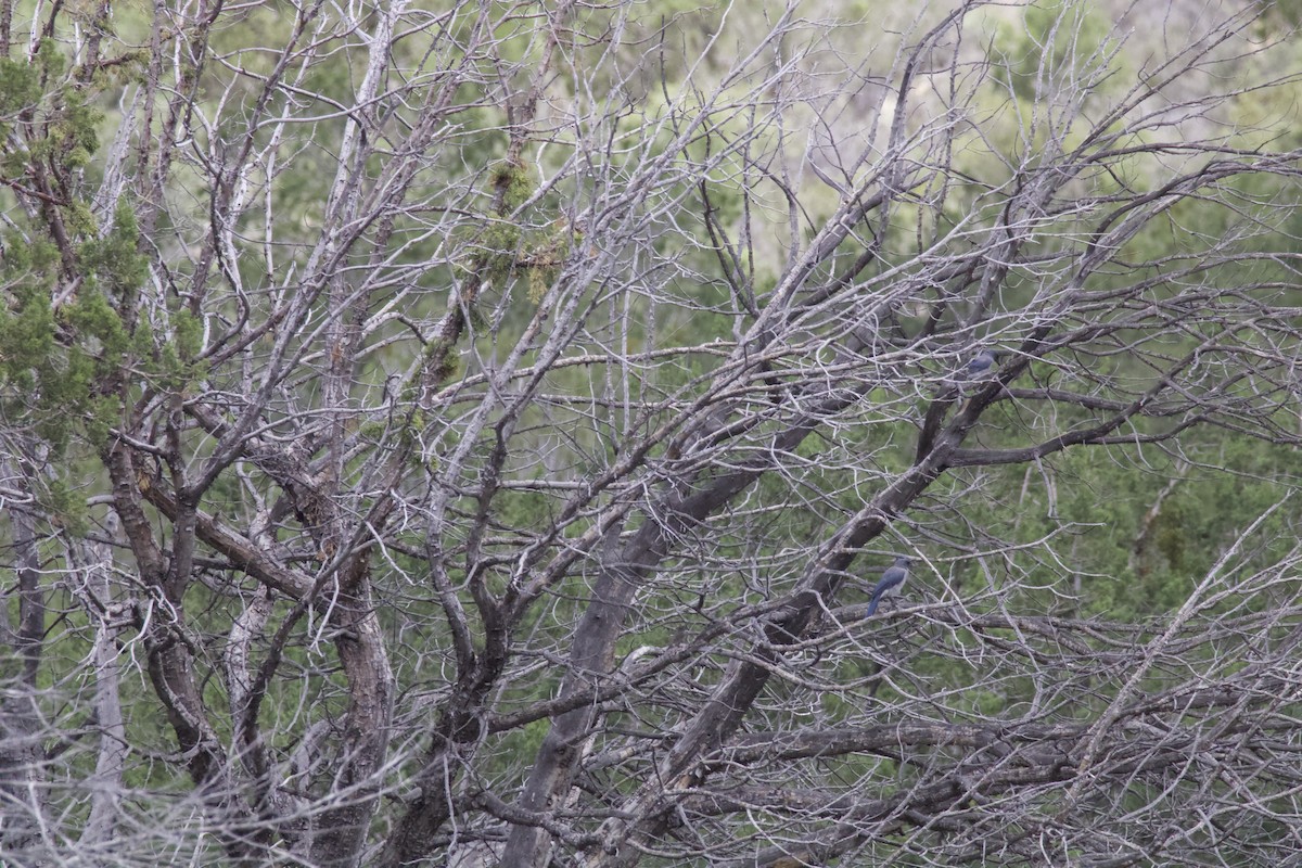 Mexican Jay - ML623576827