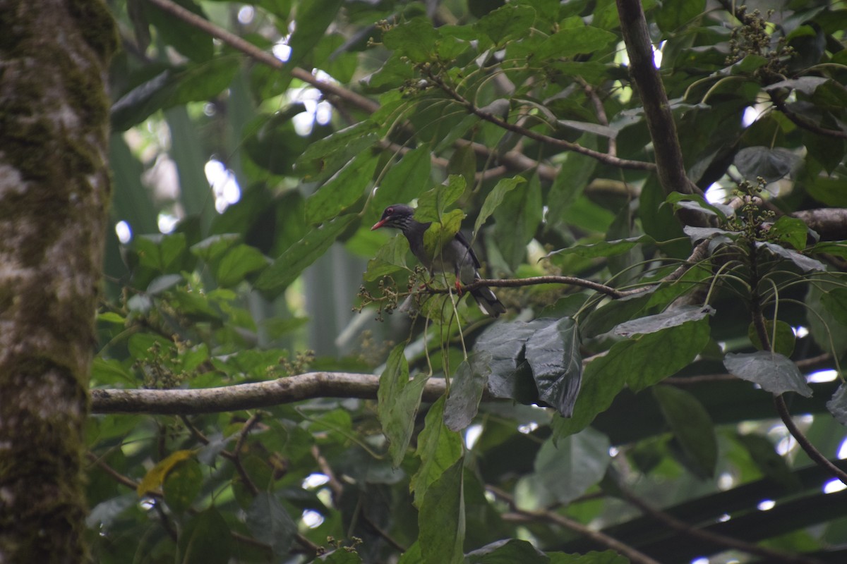 Red-legged Thrush (Antillean) - ML623576935