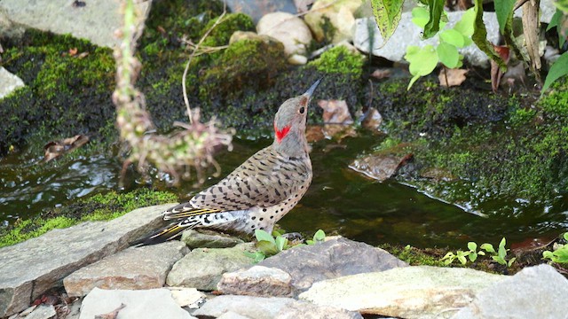 Northern Flicker (Yellow-shafted) - ML623576941