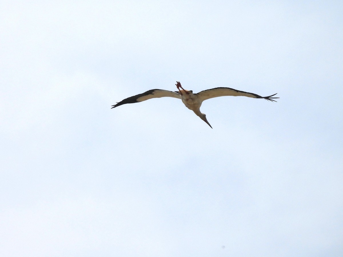 Maguari Stork - Maria Lujan Solis