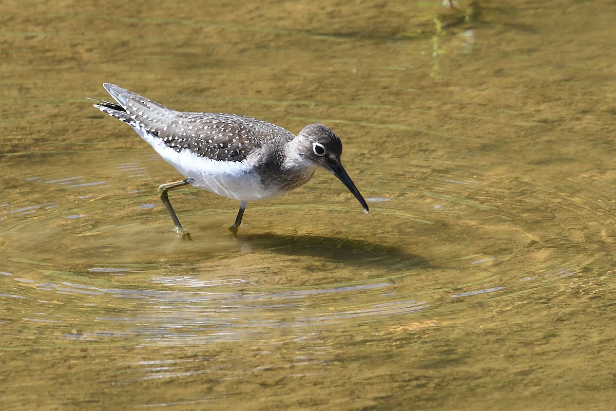 Solitary Sandpiper - ML623577002