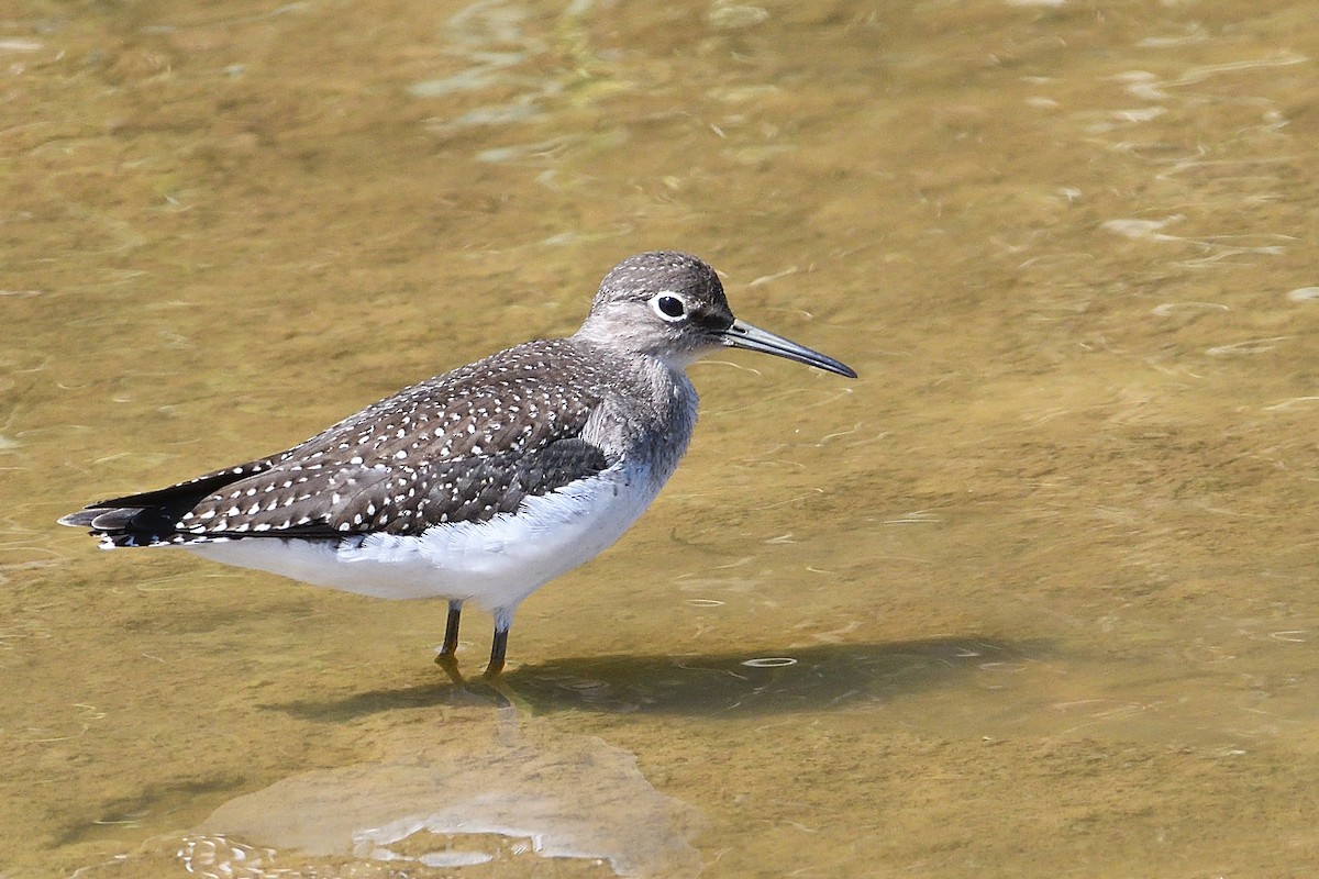 Solitary Sandpiper - ML623577004