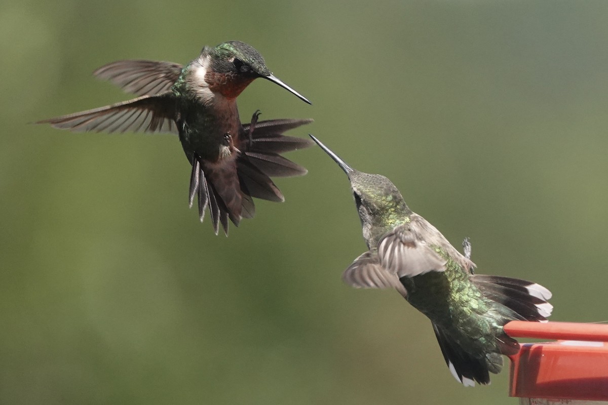 Ruby-throated Hummingbird - ML623577062