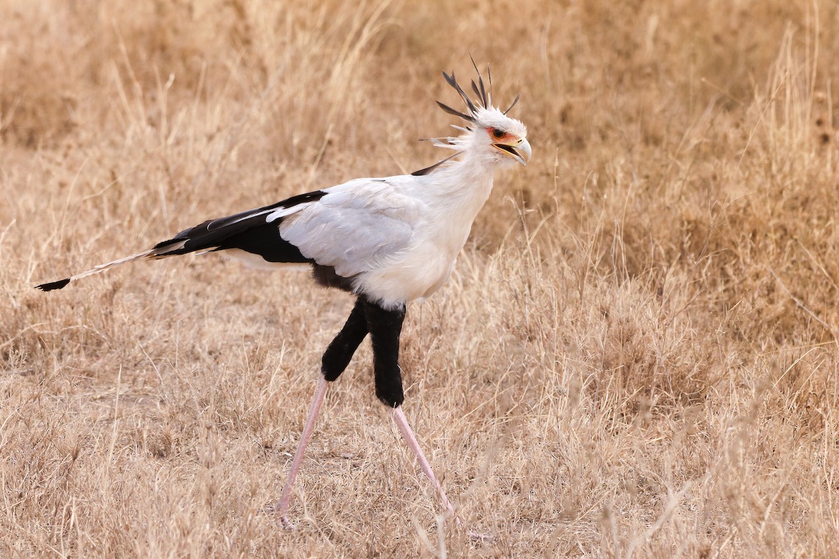 Secretarybird - ML623577063