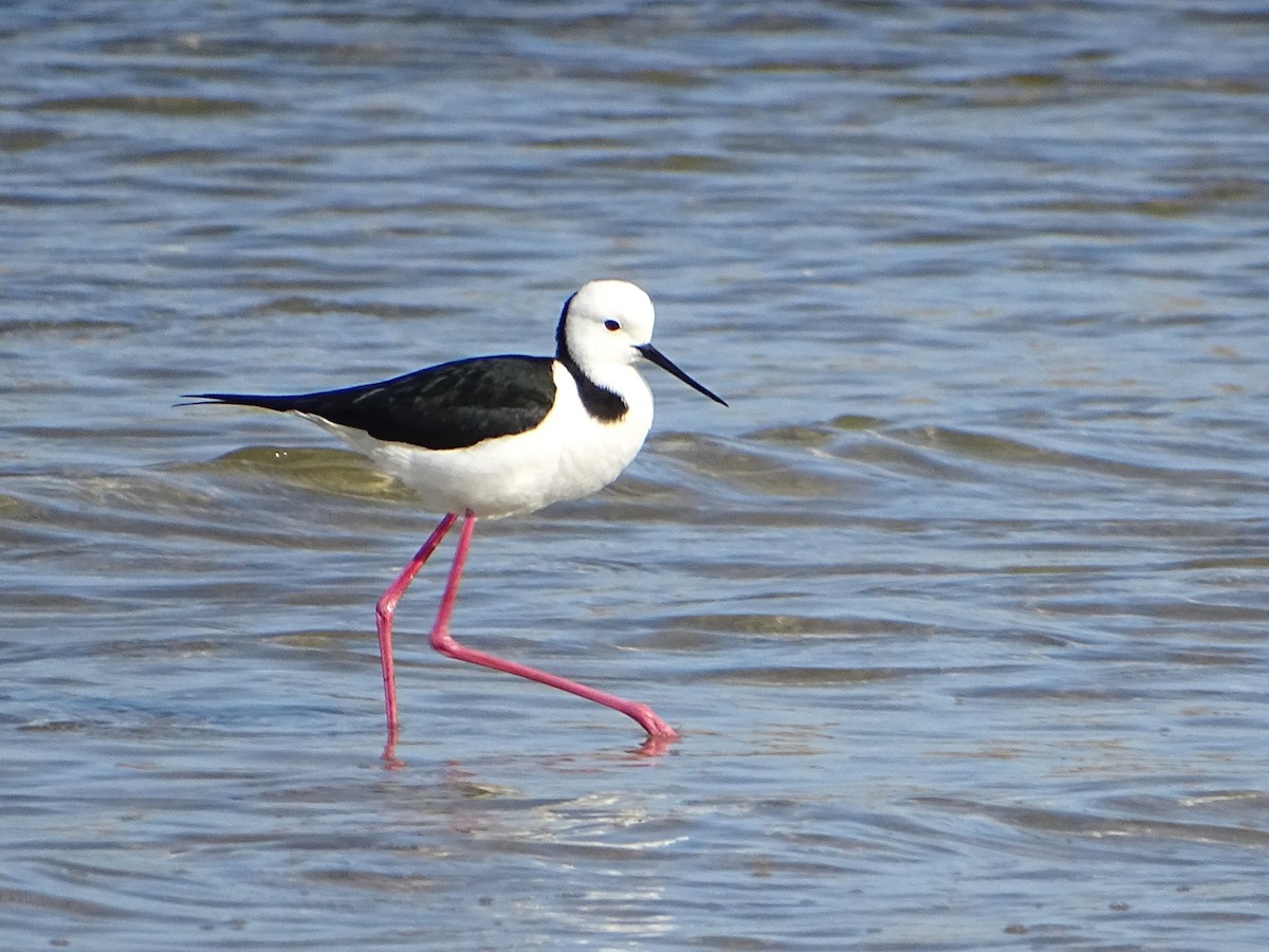 Pied Stilt - ML623577075