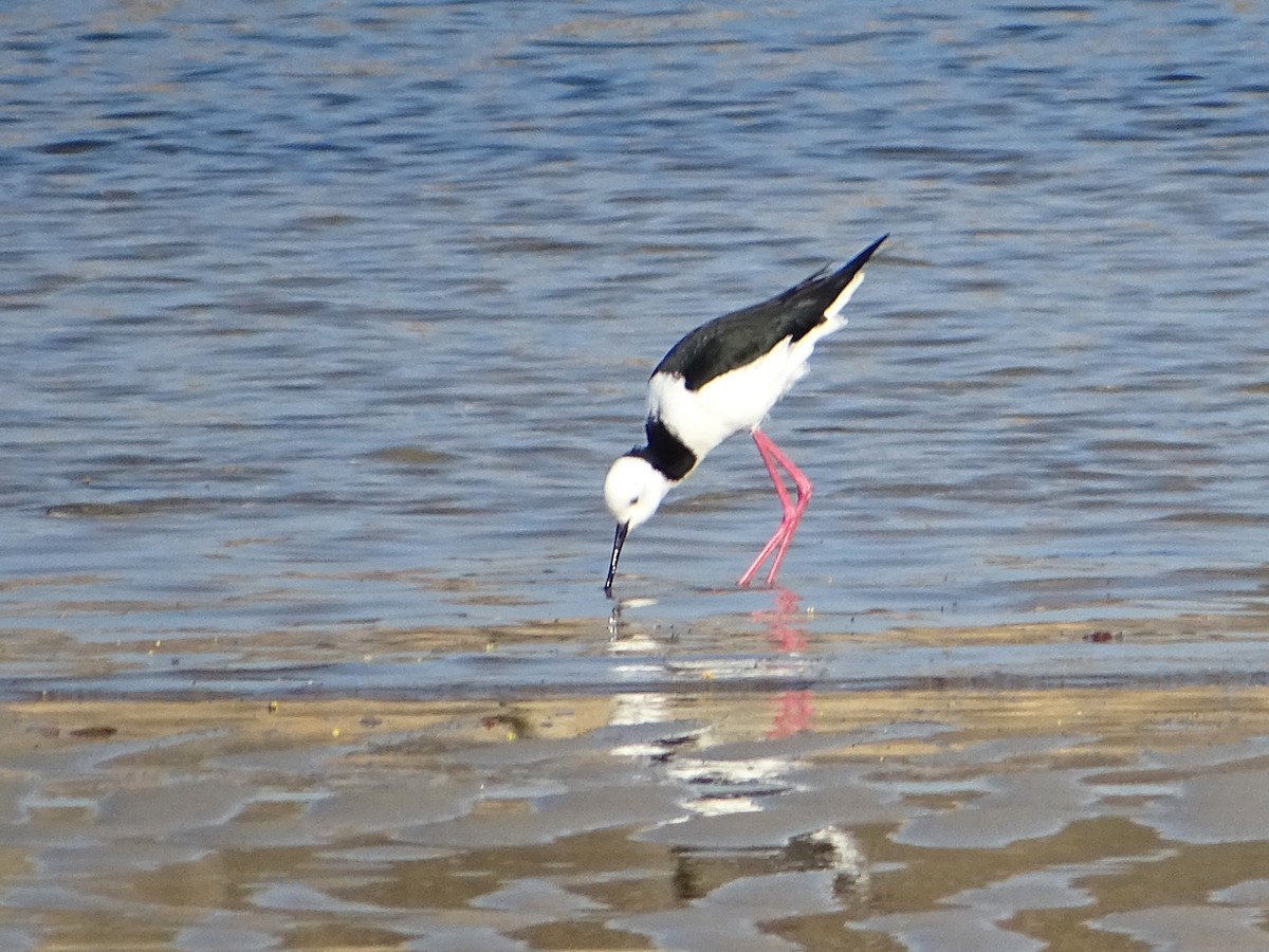 Pied Stilt - ML623577076