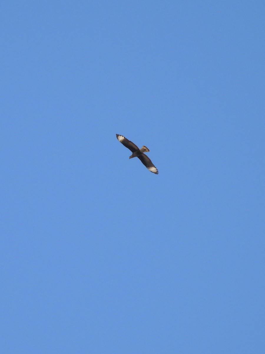 Crested Caracara - ML623577097