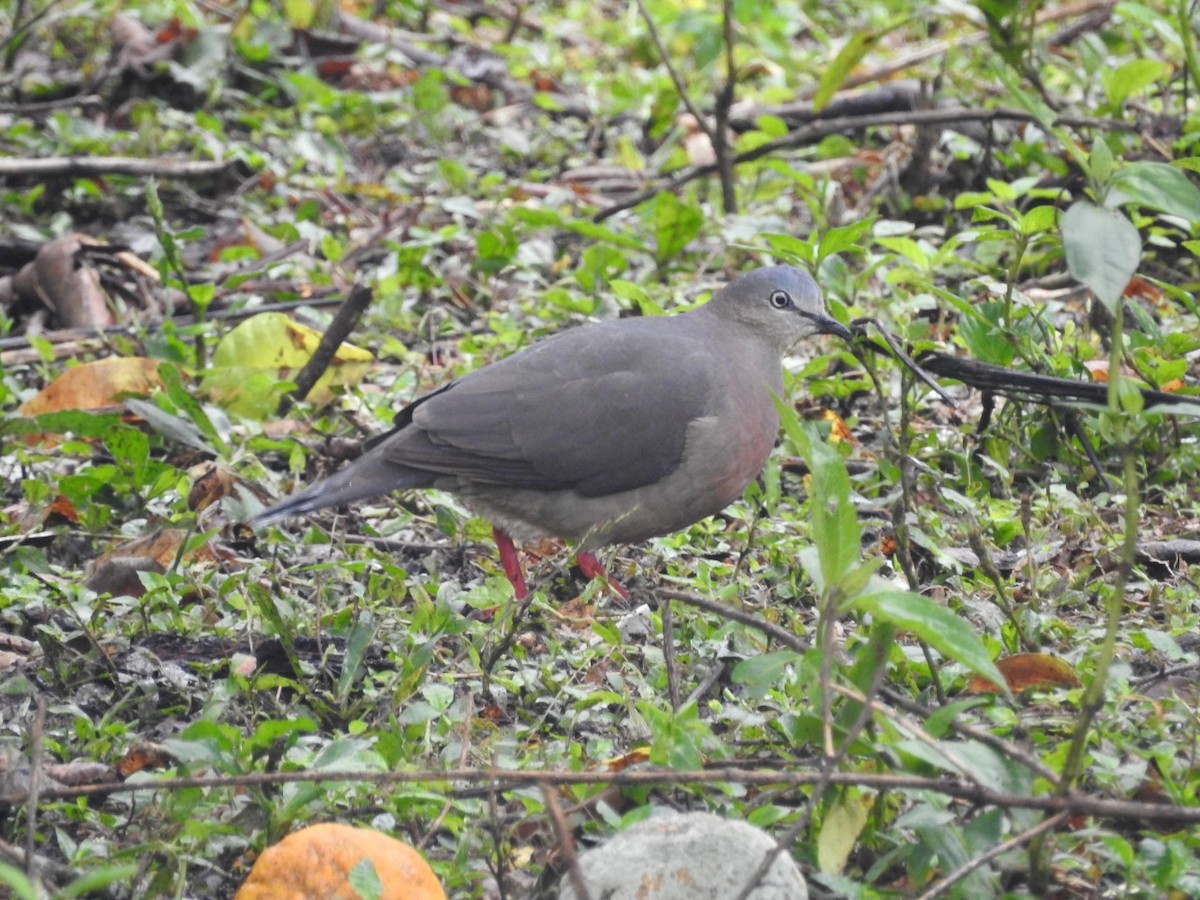 Tolima Dove - Rosalino Ortiz Fernandez