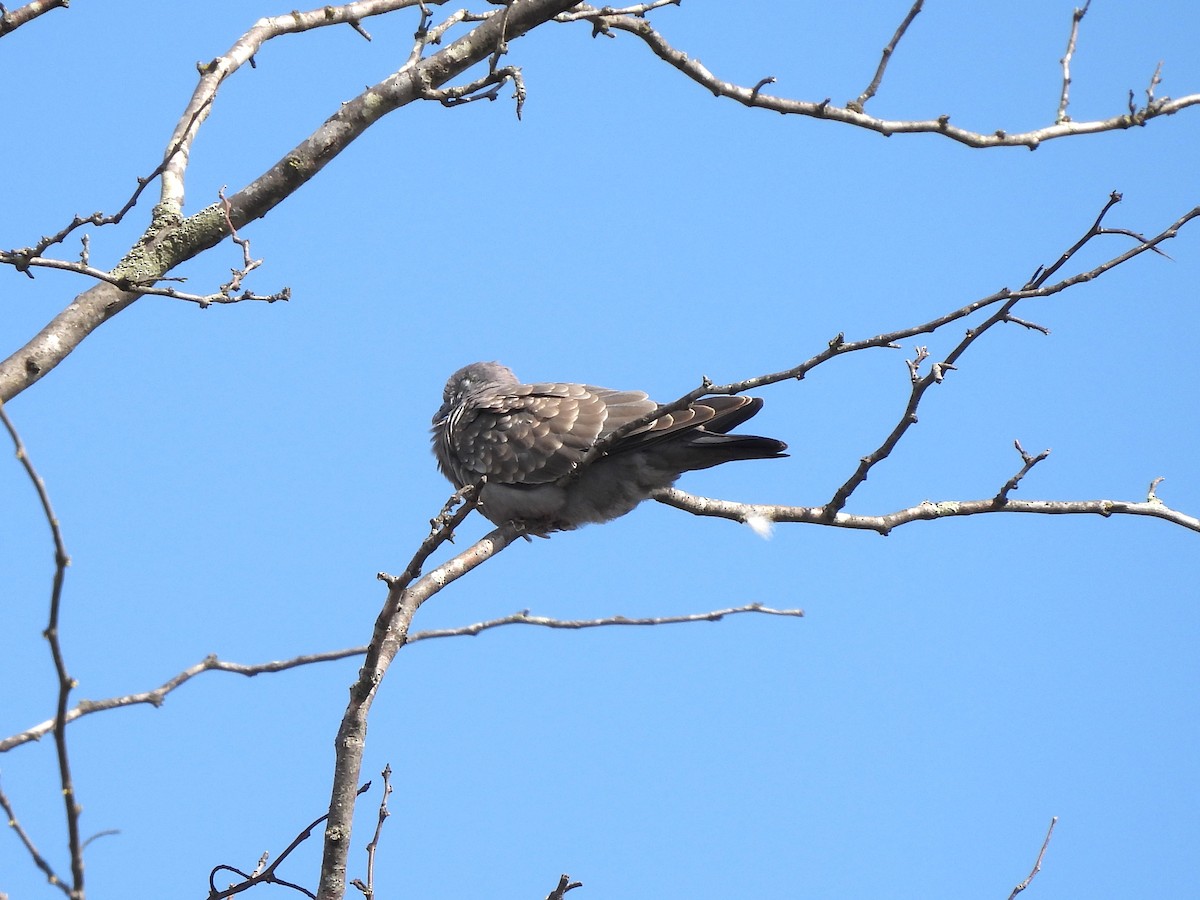 Spot-winged Pigeon - ML623577112