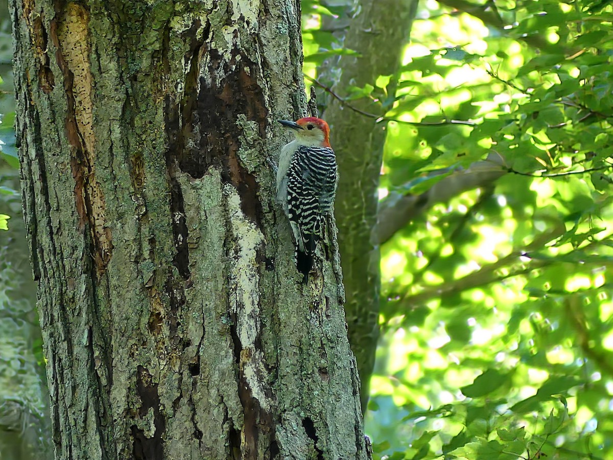 Red-bellied Woodpecker - ML623577113