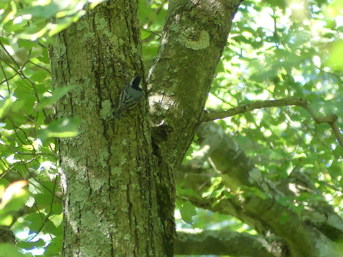 White-breasted Nuthatch - ML623577118