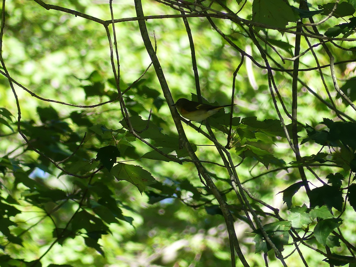 American Redstart - ML623577124