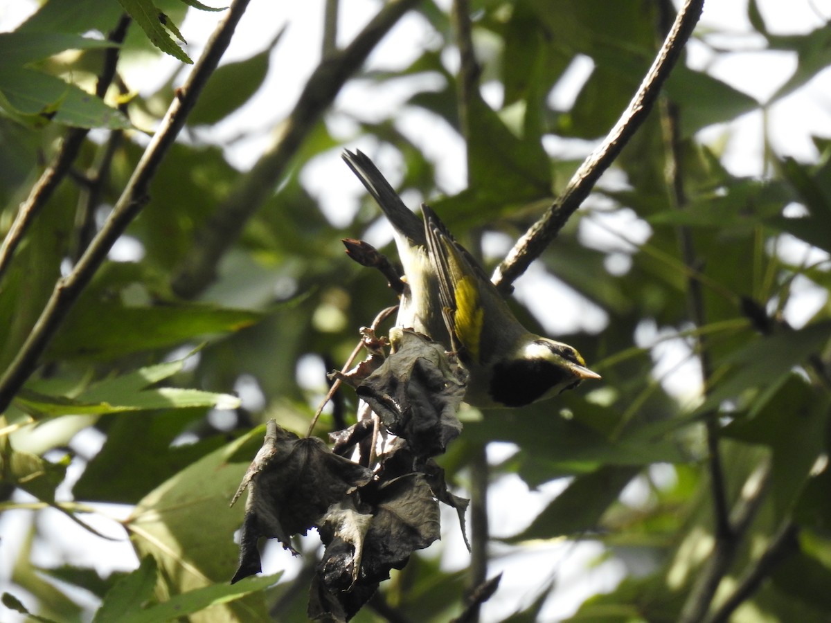 Golden-winged Warbler - ML623577137