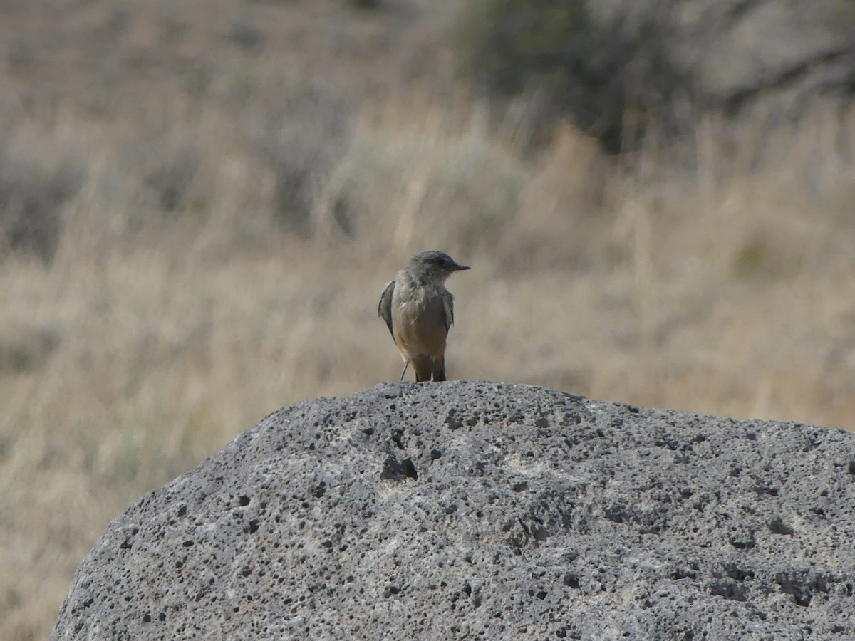 Say's Phoebe - ML623577142