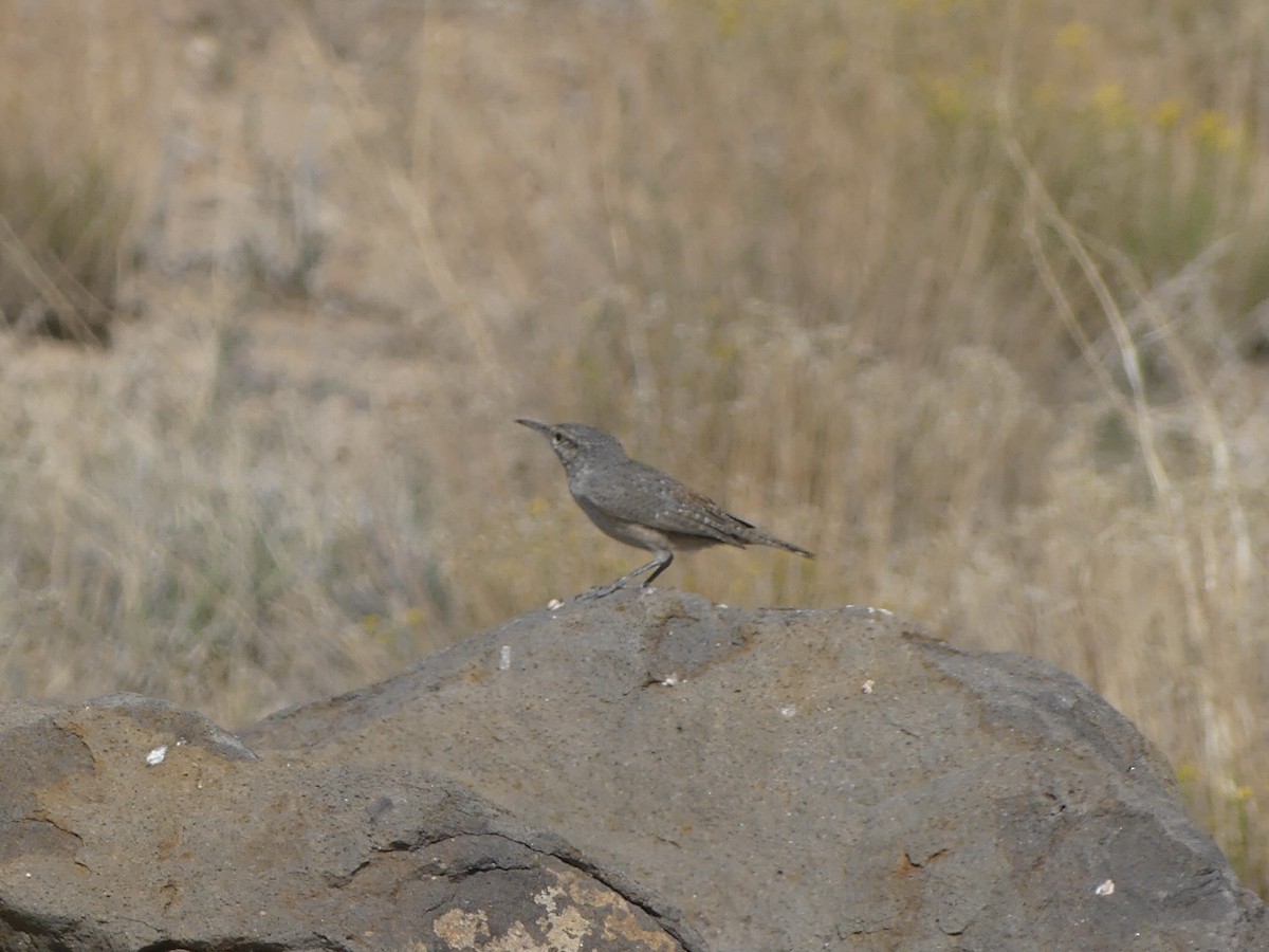 Rock Wren - ML623577152
