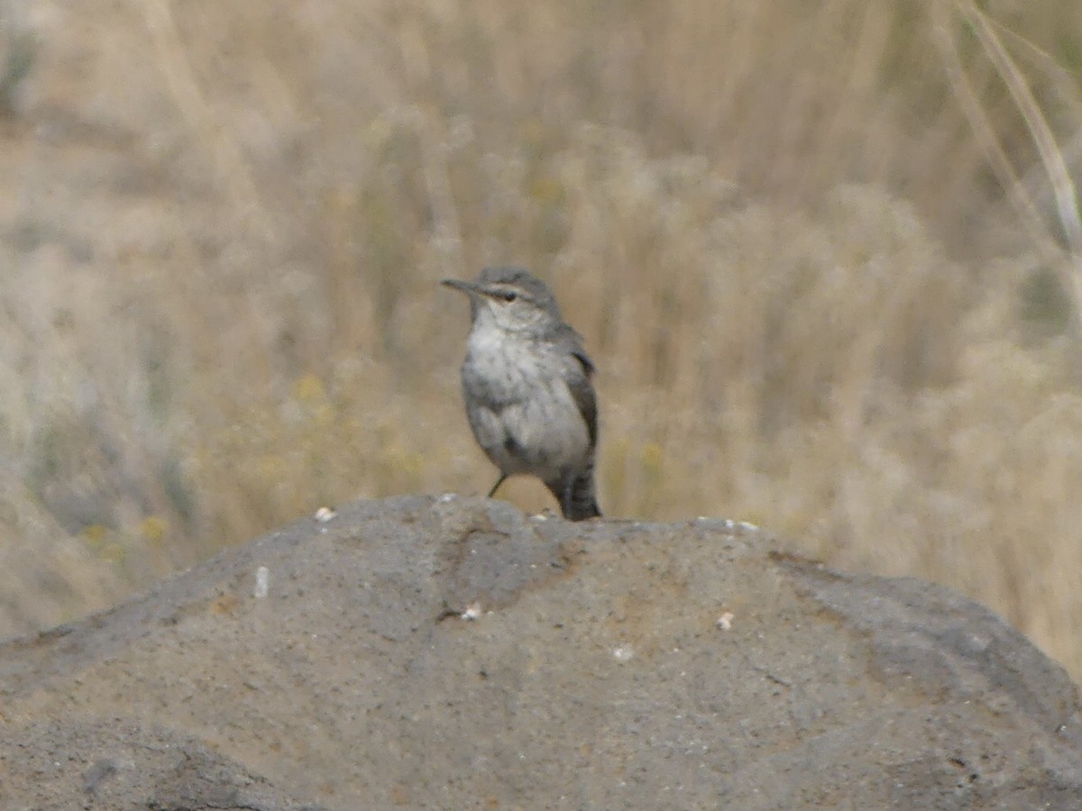 Rock Wren - ML623577153
