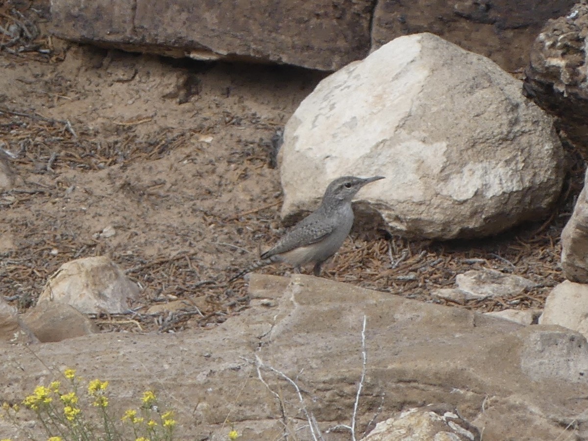 Rock Wren - ML623577154