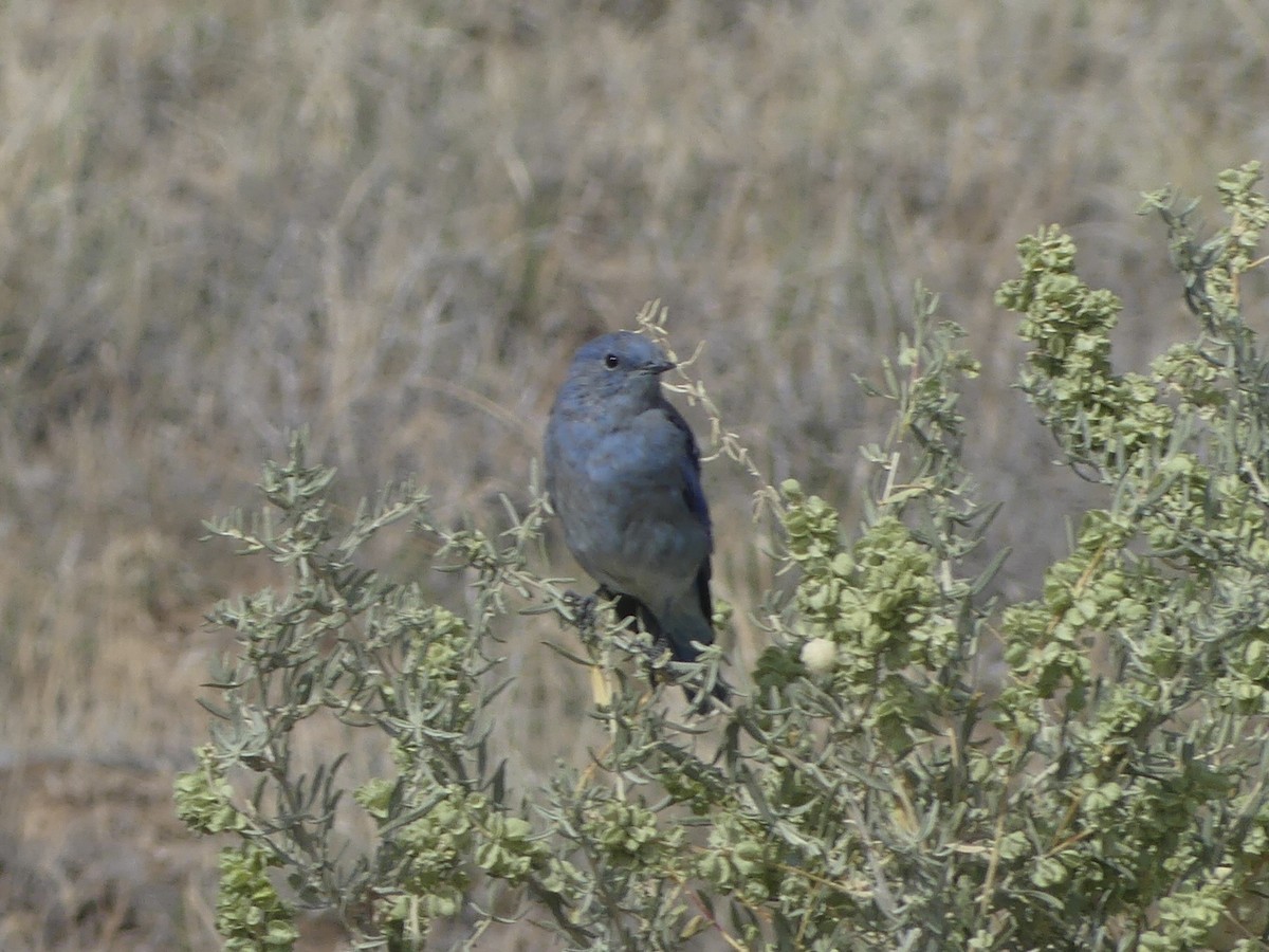 Mountain Bluebird - ML623577162