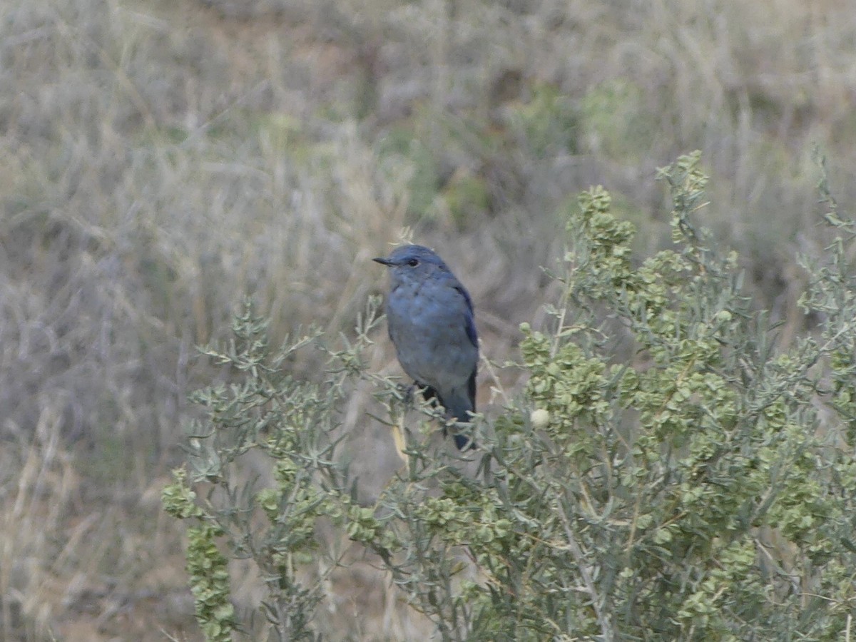 Mountain Bluebird - ML623577163