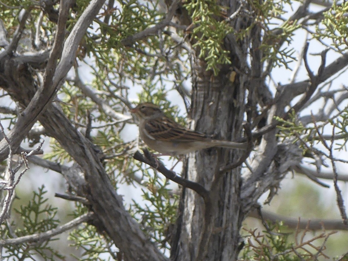 Chipping Sparrow - ML623577167