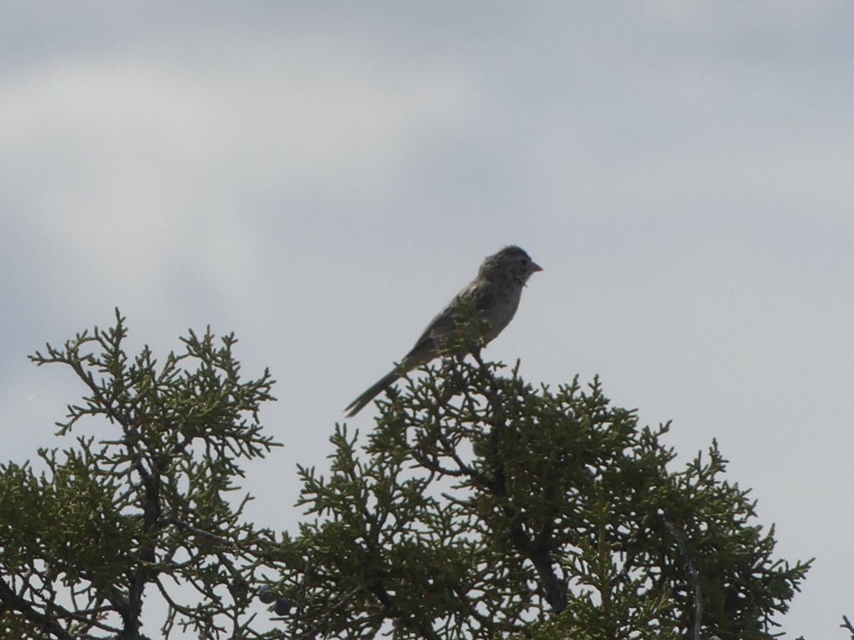 Brewer's Sparrow - ML623577172