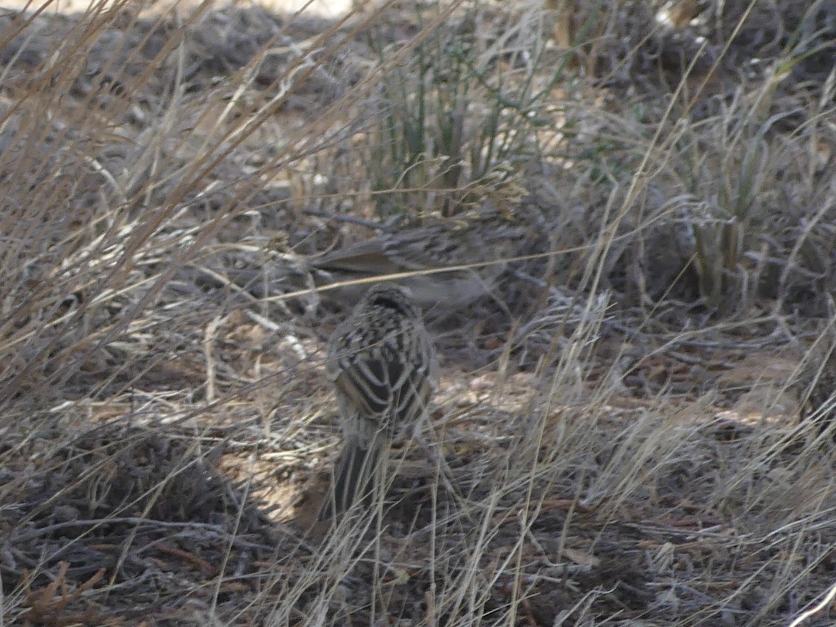 Brewer's Sparrow - ML623577173