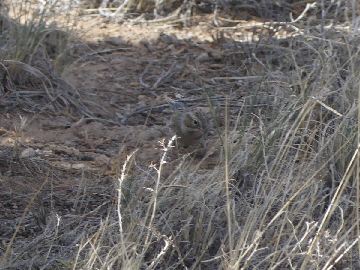 Brewer's Sparrow - ML623577174