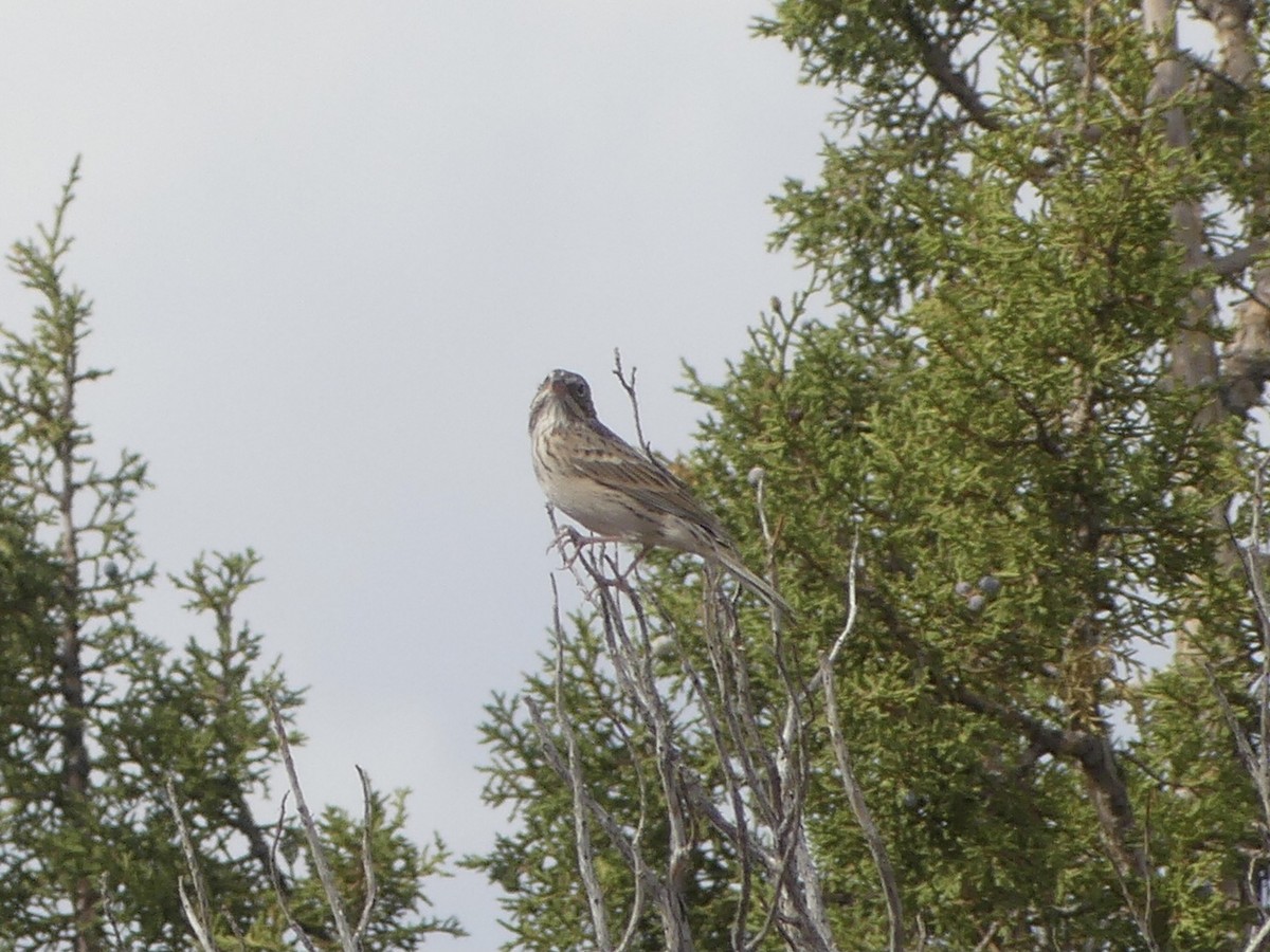 Vesper Sparrow - ML623577180