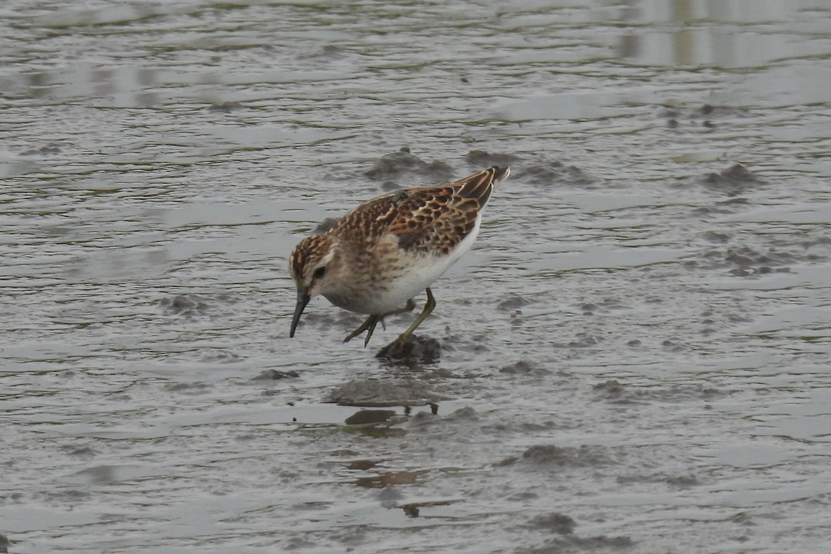 Least Sandpiper - ML623577192