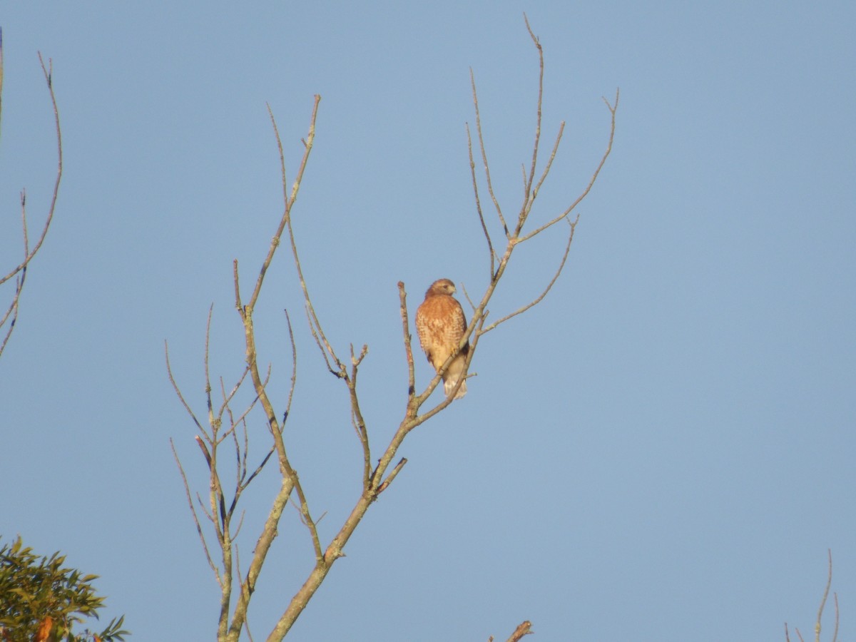 Red-shouldered Hawk - ML623577214