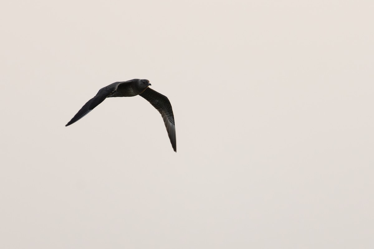 Long-tailed Jaeger - ML623577238