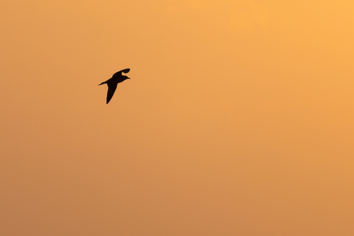 Long-tailed Jaeger - ML623577240