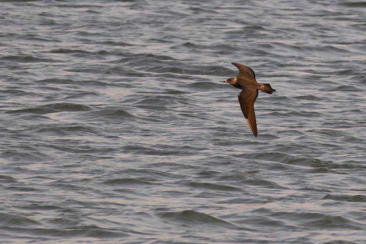 Long-tailed Jaeger - ML623577242