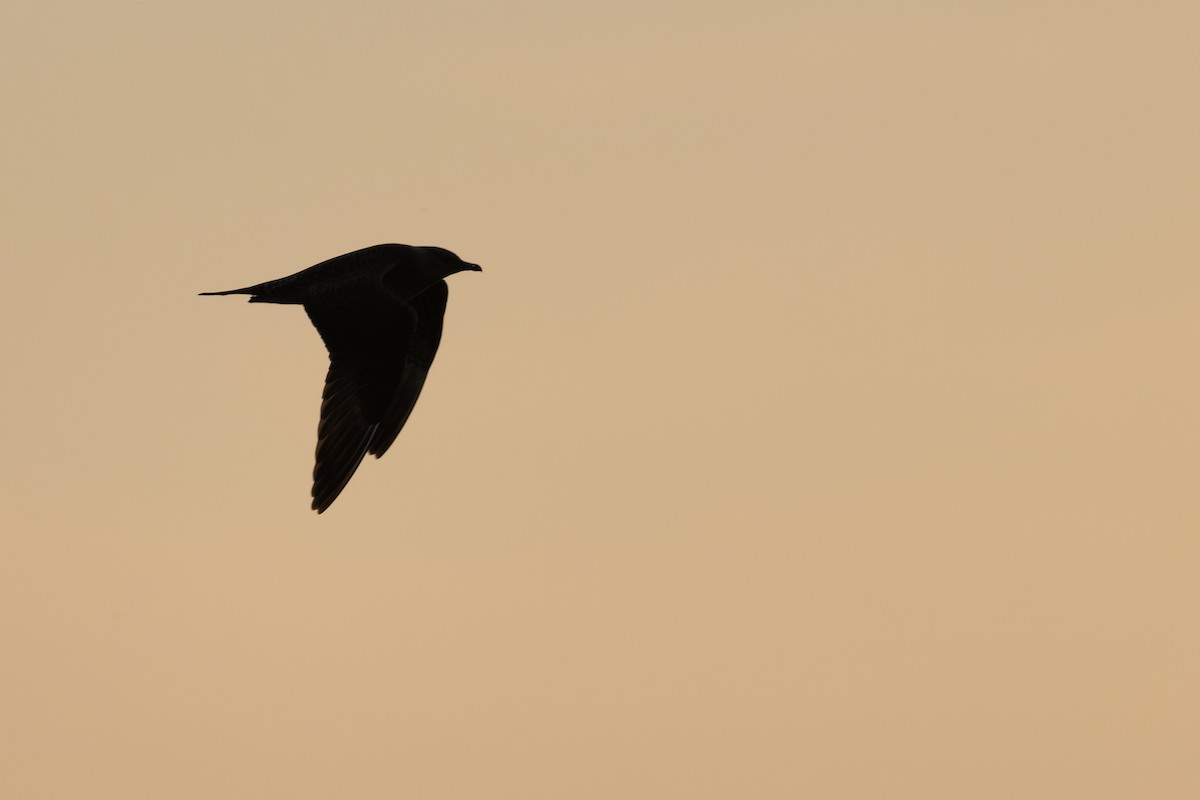 Long-tailed Jaeger - ML623577243