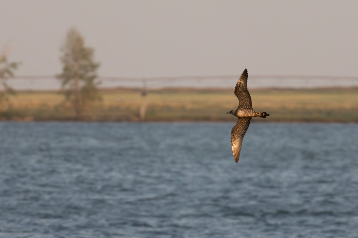 Long-tailed Jaeger - ML623577244