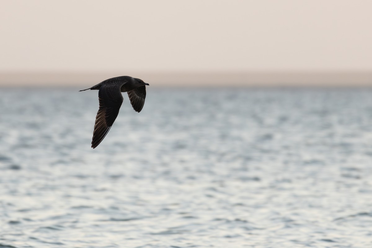 Long-tailed Jaeger - ML623577246