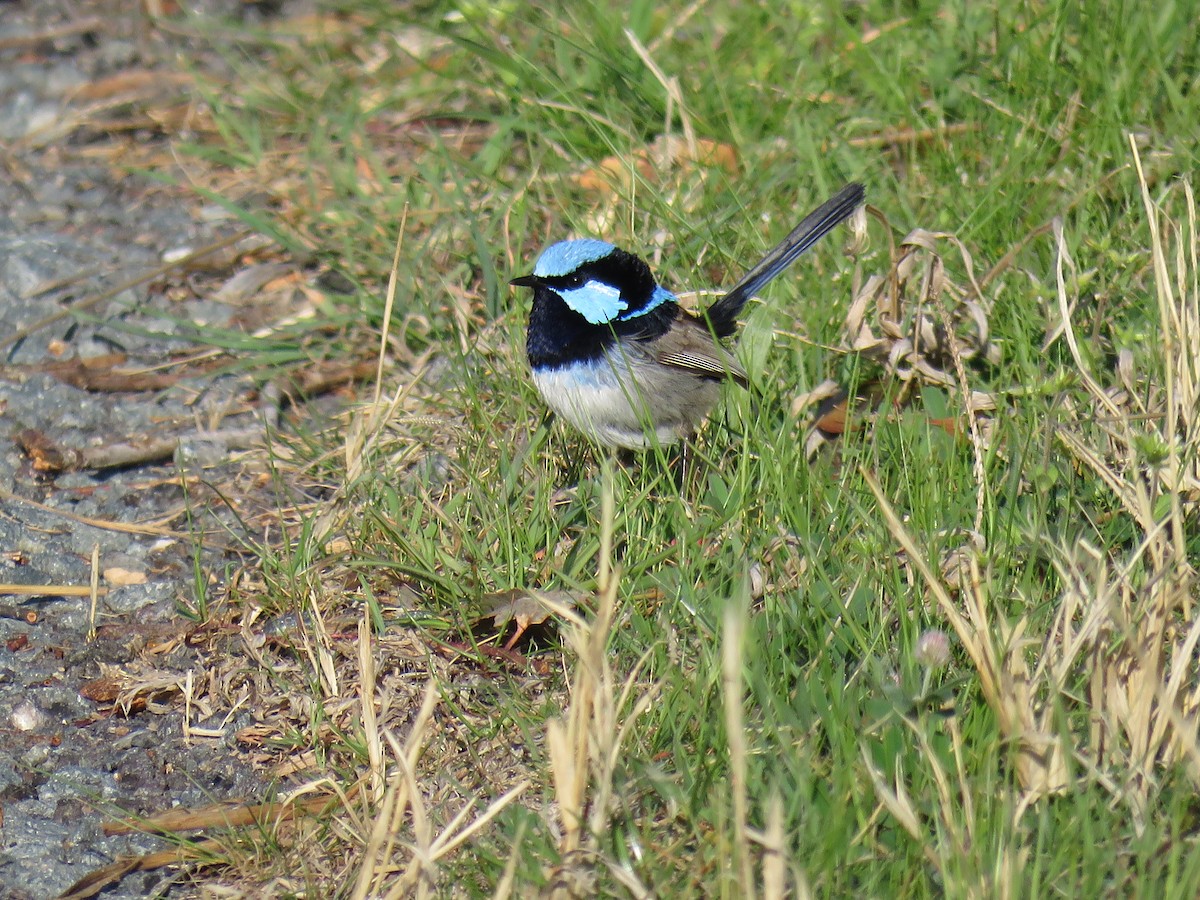 Superb Fairywren - ML623577247