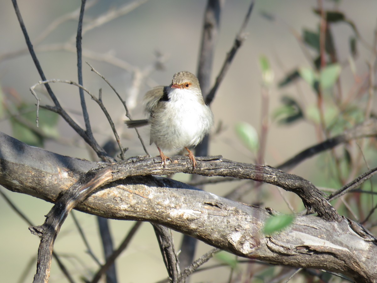 Superb Fairywren - ML623577260