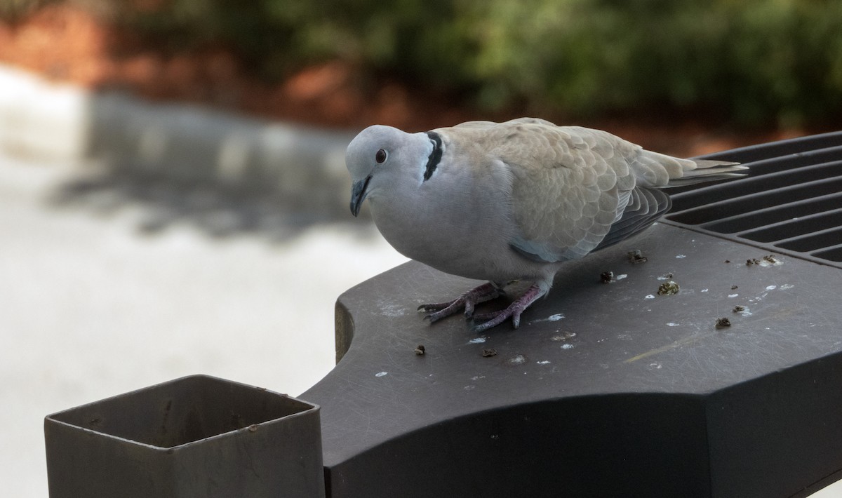 Eurasian Collared-Dove - ML623577264