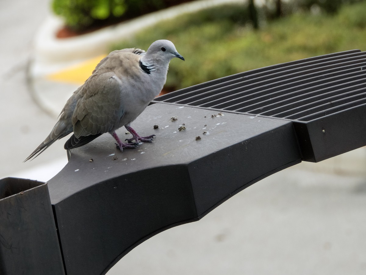 Eurasian Collared-Dove - ML623577266