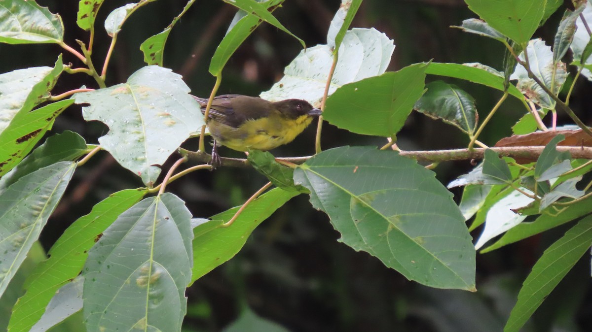 Dusky-headed Brushfinch - ML623577280