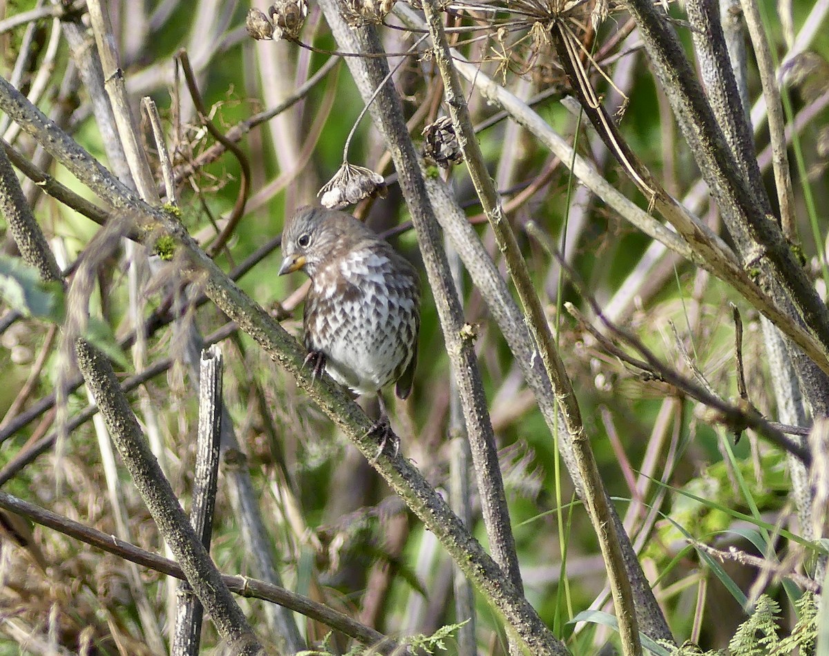 Fox Sparrow - Mary McCafferty