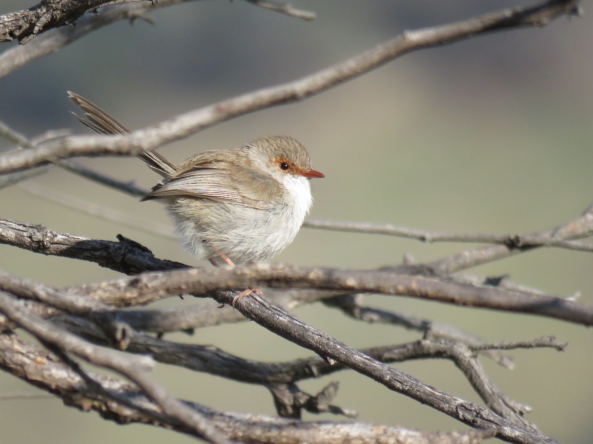 Superb Fairywren - ML623577289