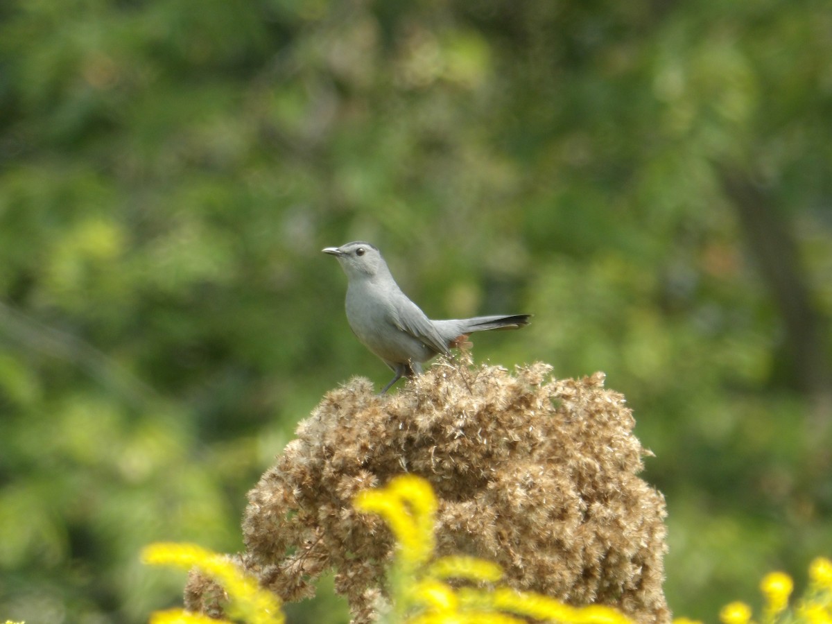 Gray Catbird - ML623577310